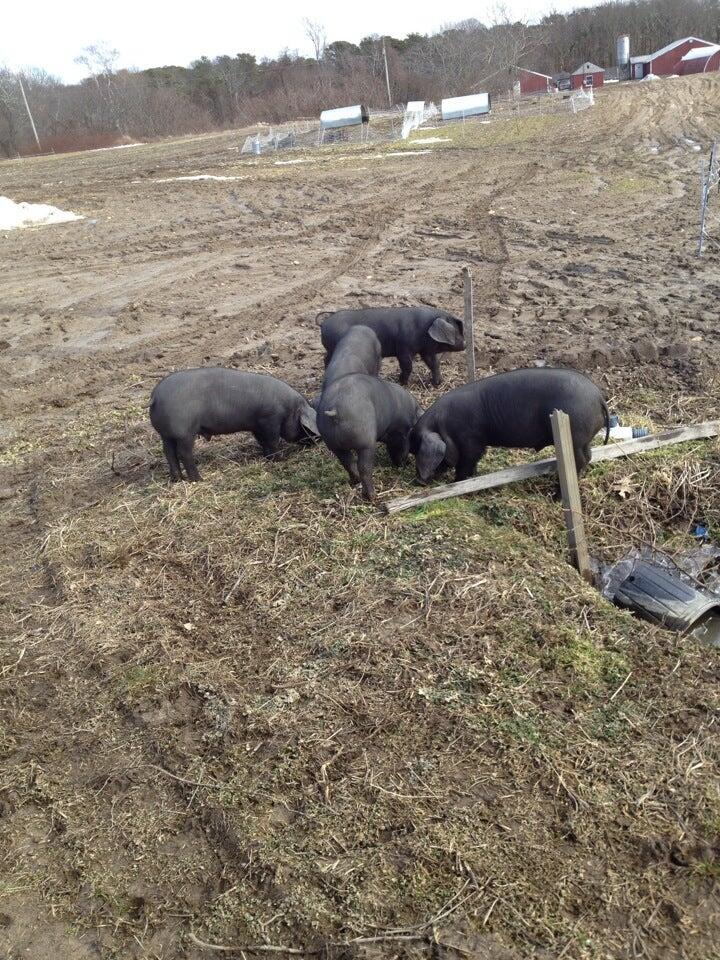 Cape Cod Organic Farm - Barnstable, MA - Nextdoor