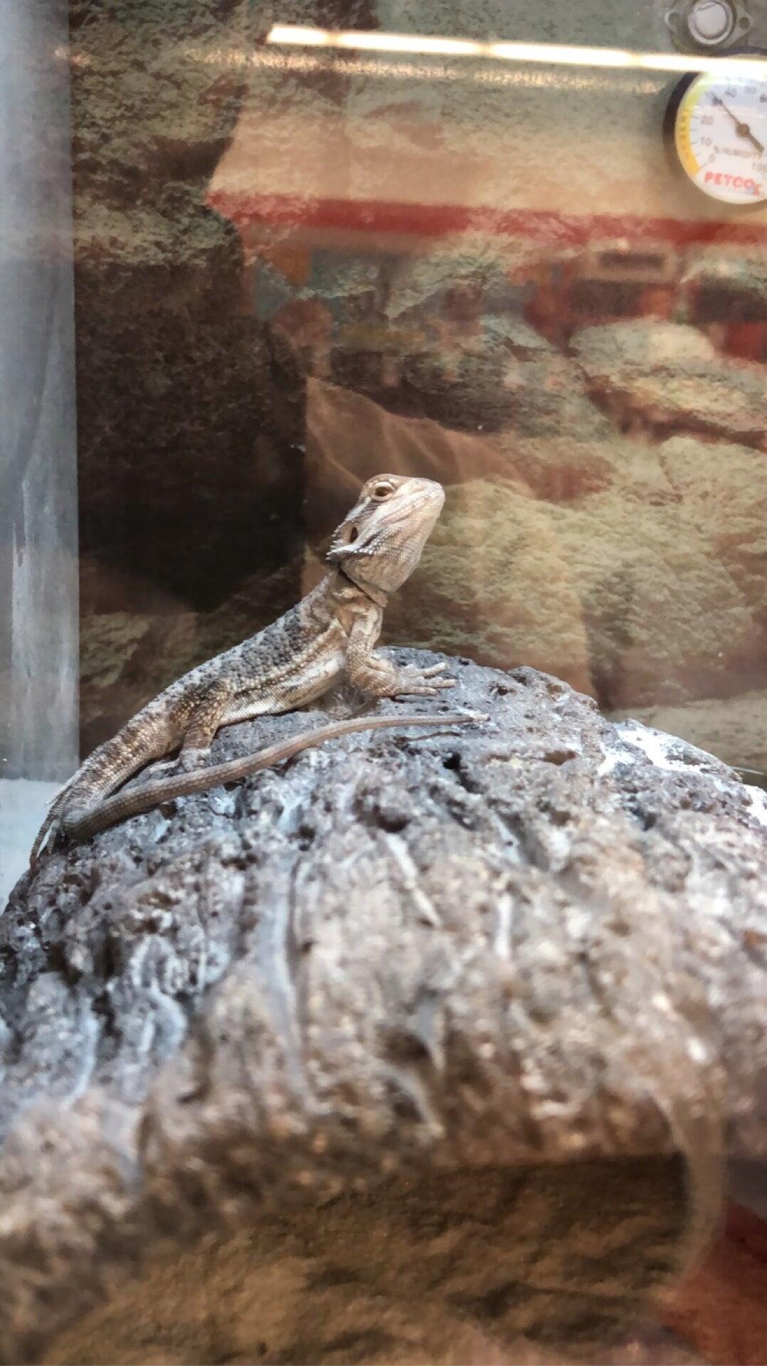 Petco