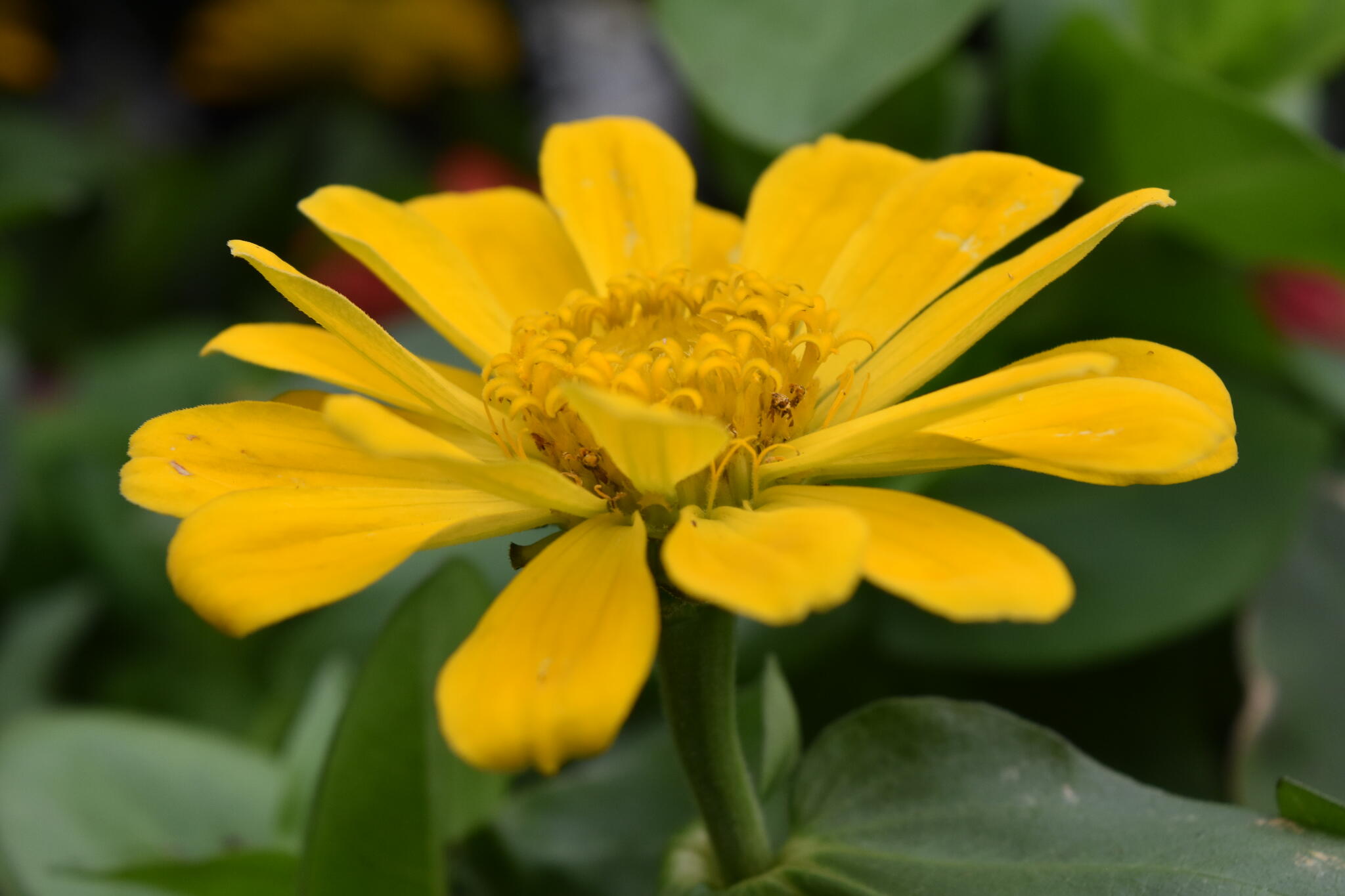 Blue Tree Garden Center Norristown, PA Nextdoor