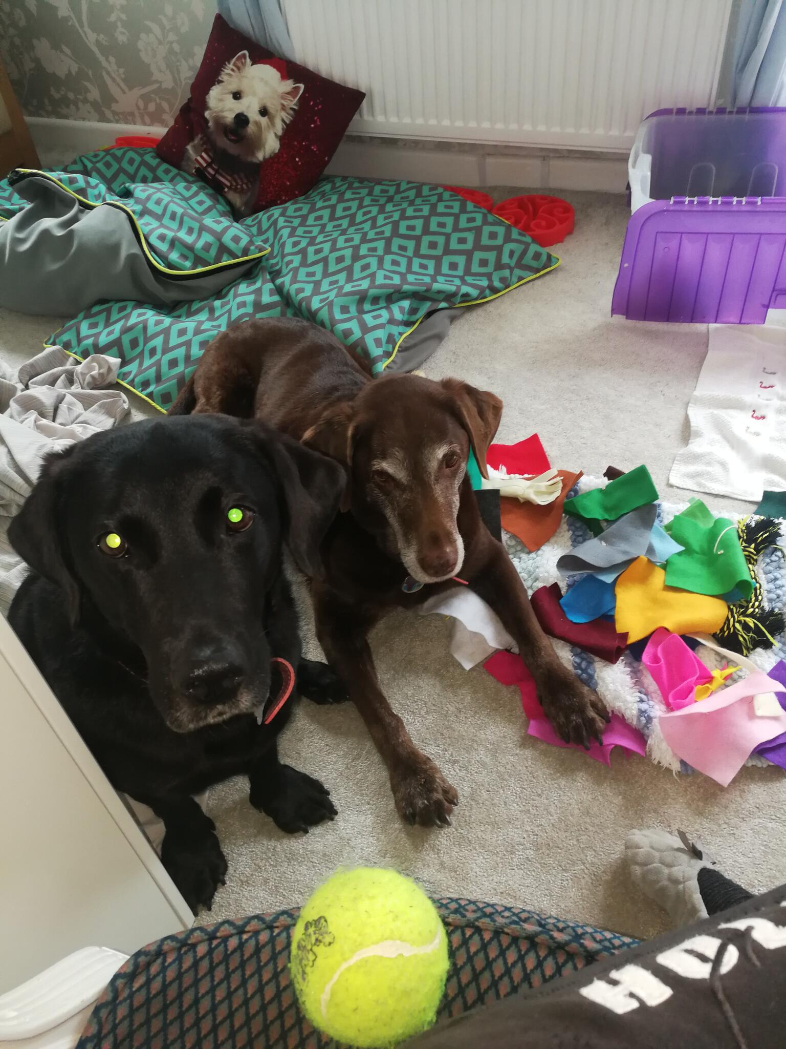 Dog Daycare and Boarding. Fluffy Chops dog daycare Southampton, GB