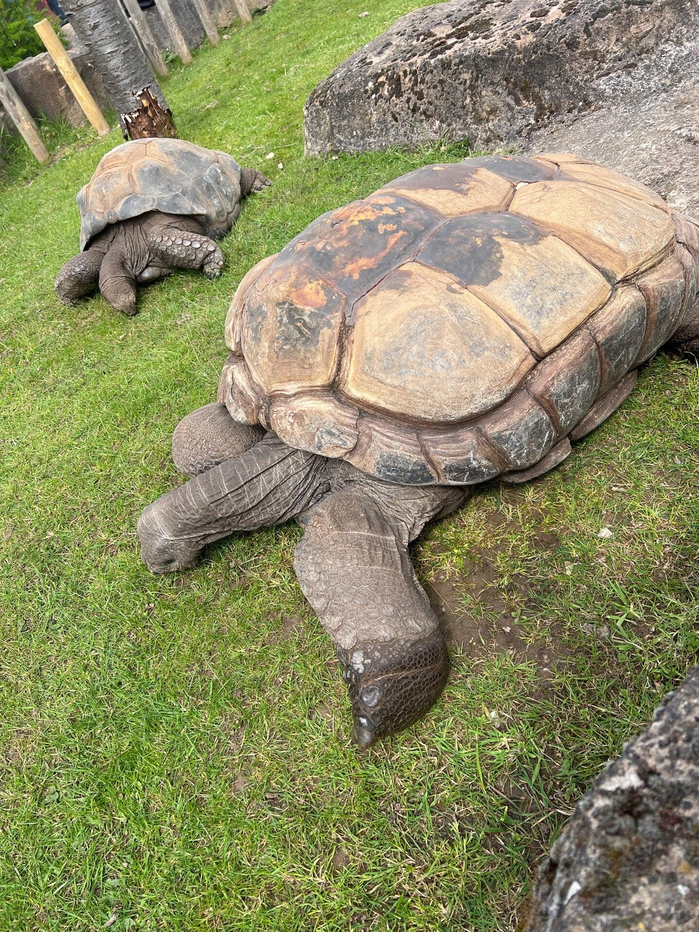 twycross zoo opening times today