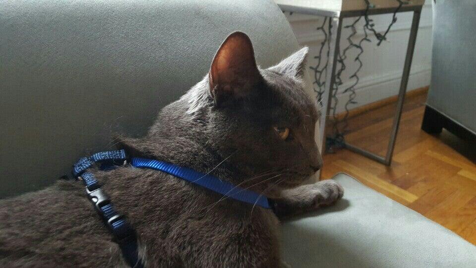 Trixie's Pet Food, Supplies and Accessories