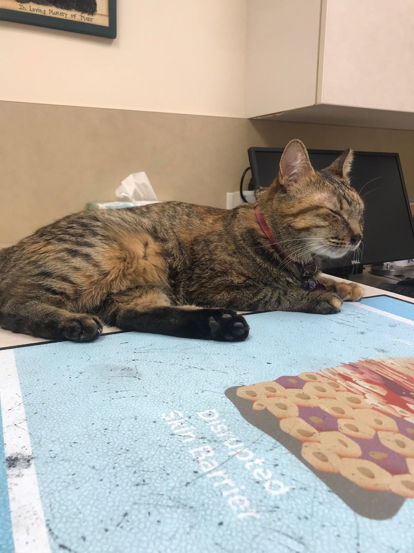 orchard road animal hospital north aurora il