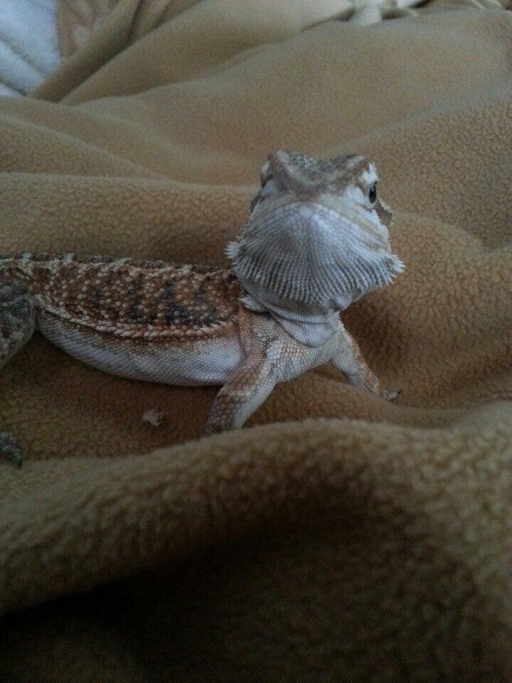 New England Tropical Pet