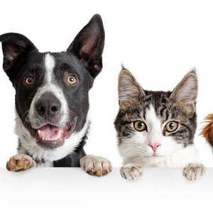Vip pet care 2024 services