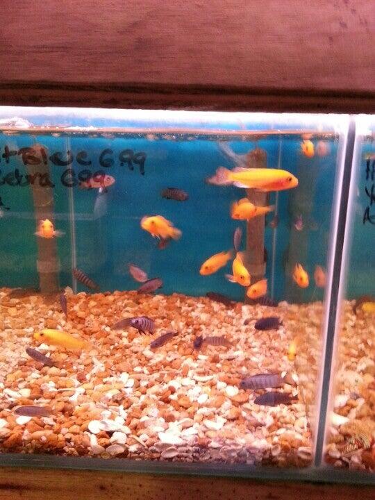 Daytona Aquarium Daytona Beach, FL Nextdoor