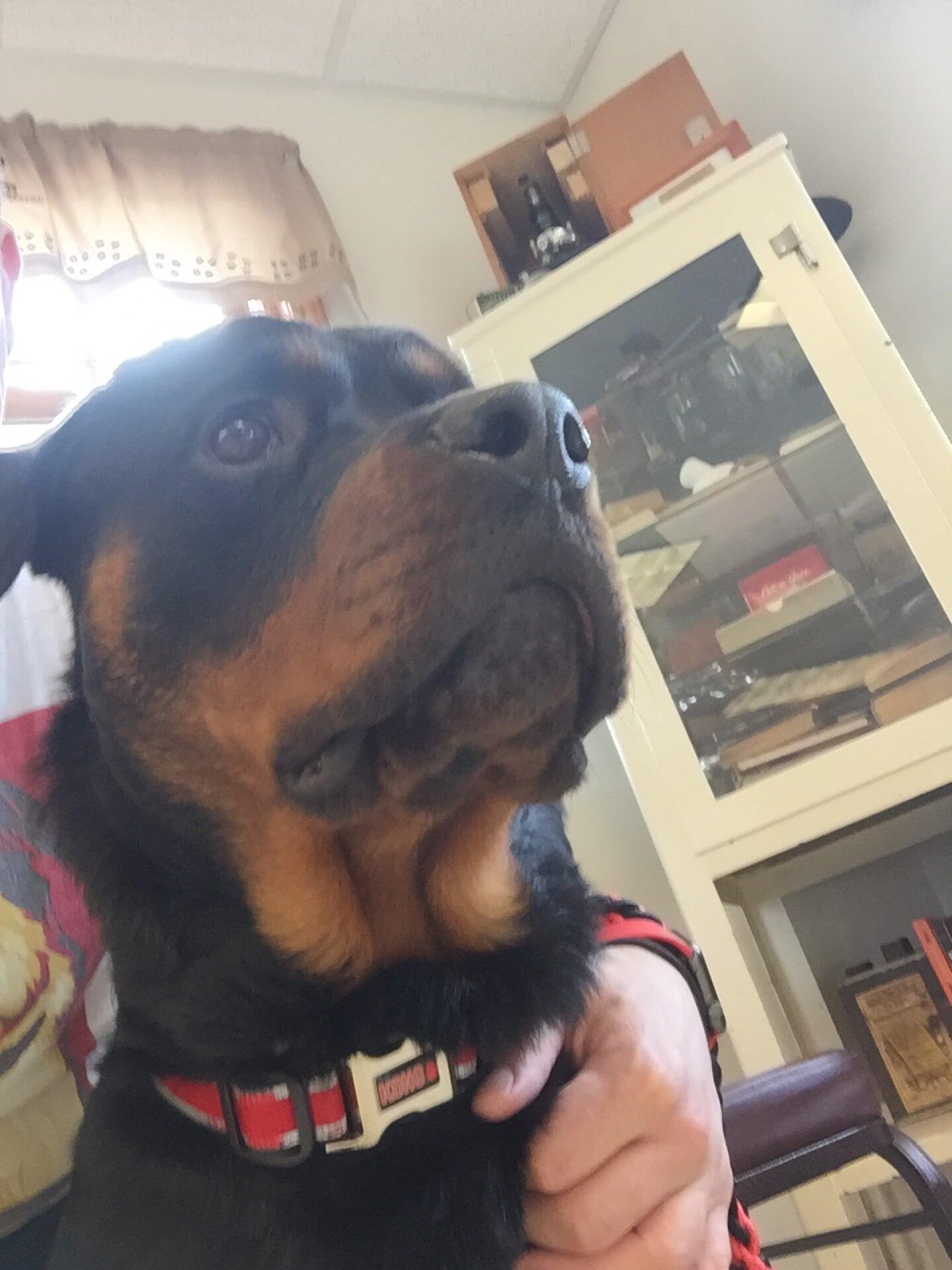 Brown Animal Hospital Peoria, IL Nextdoor