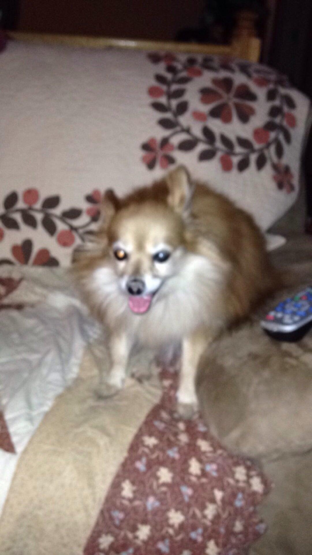 West County Animal Clinic Manchester, MO Nextdoor