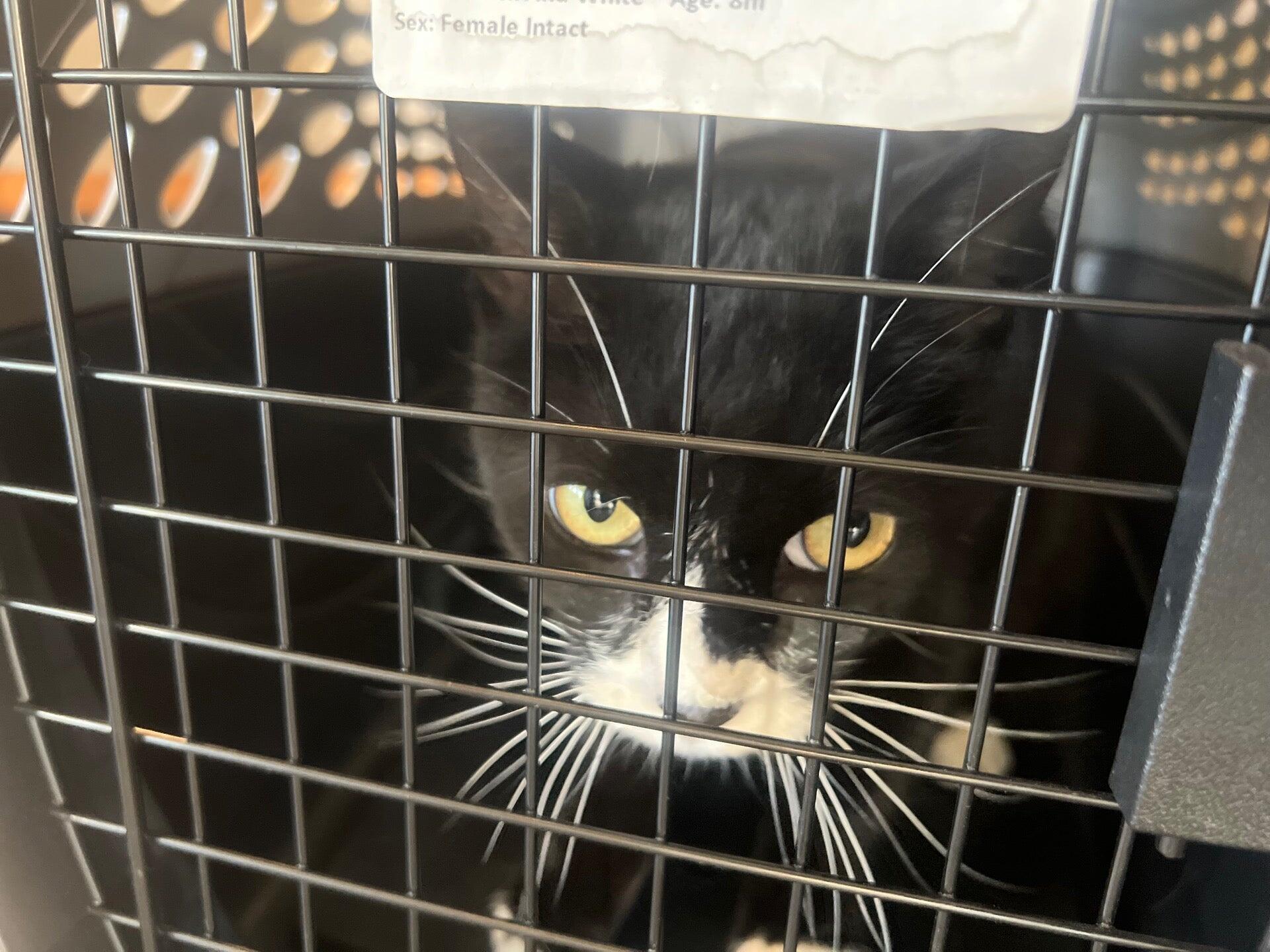 Dana Park Veterinary Hospital