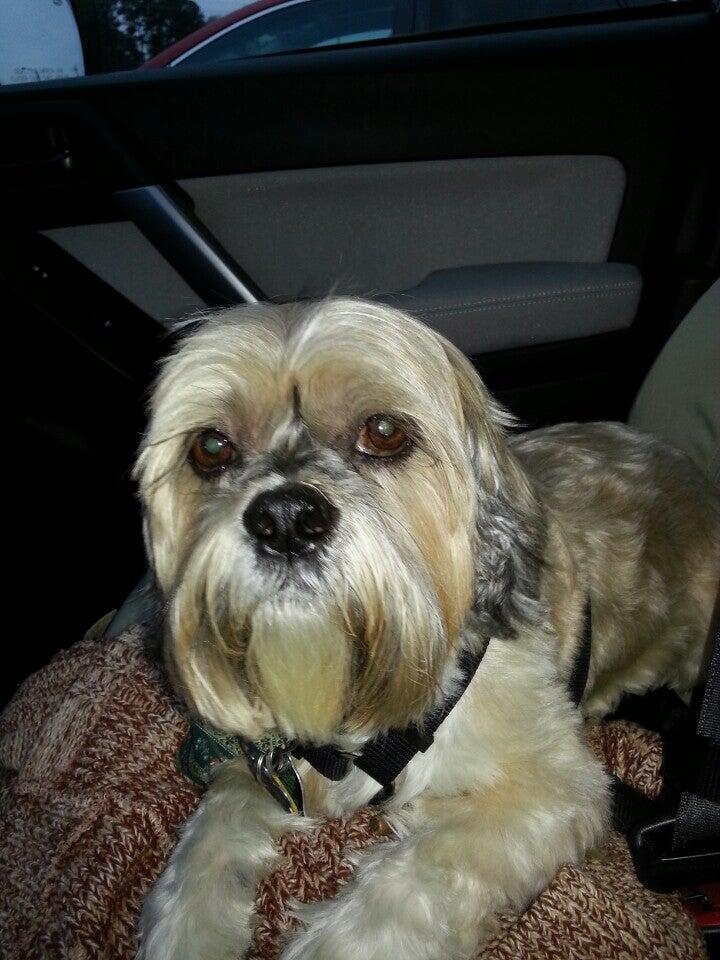 Roxy Daisy Pet Salon Clayton NC Nextdoor