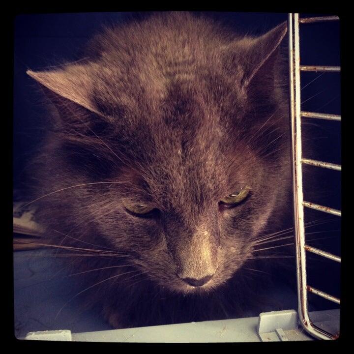 Kentwood Veterinary Clinic Grand Rapids, MI Nextdoor