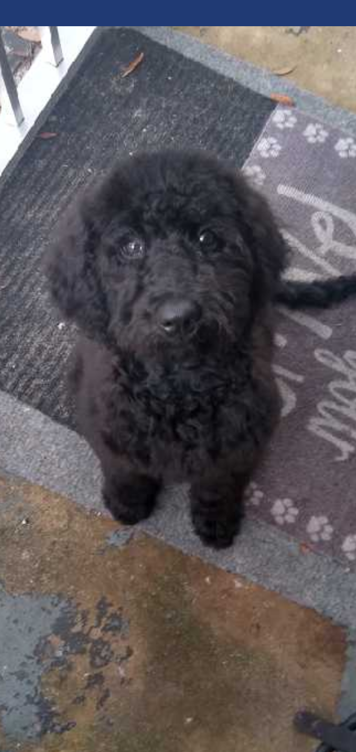 Mason's Place Grooming by Jennifer