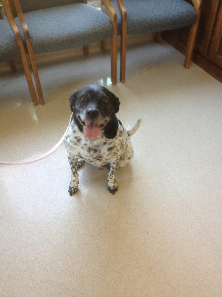 Northwest Animal Hospital Grapevine, TX Nextdoor