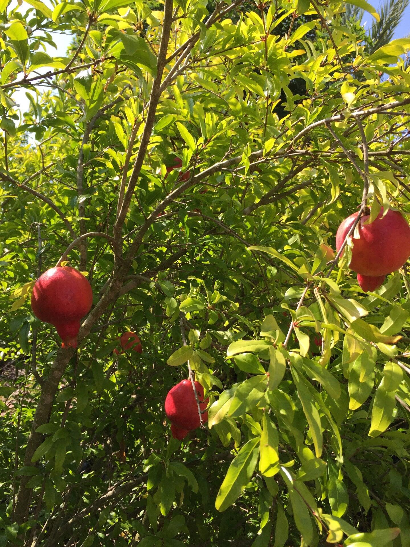 Exotica Rare Fruit Nursery Vista, CA Nextdoor