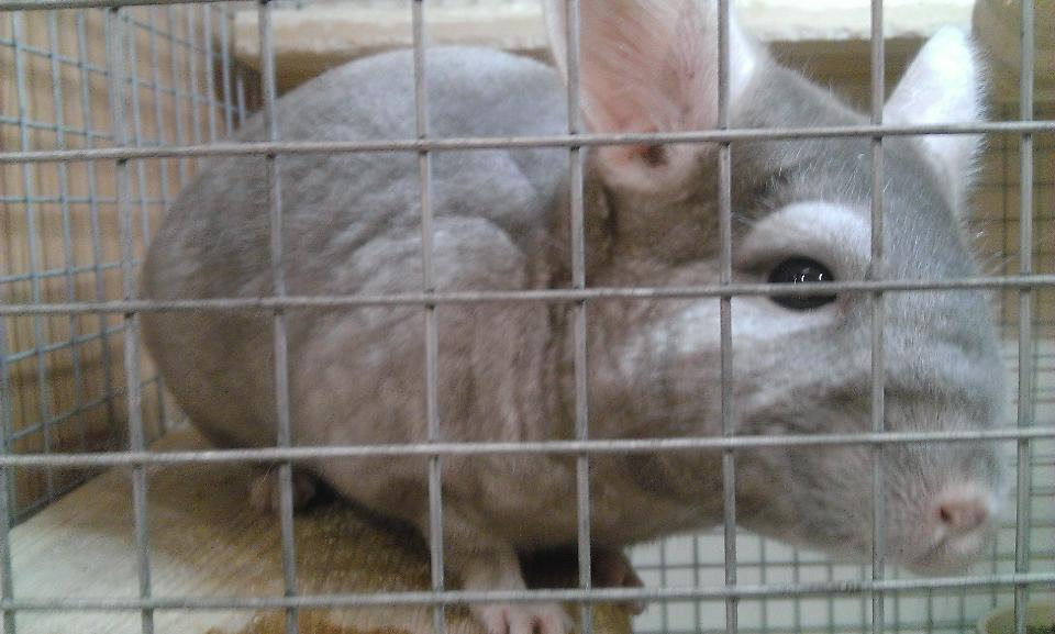 Pets at Home Altrincham Broadheath Nextdoor