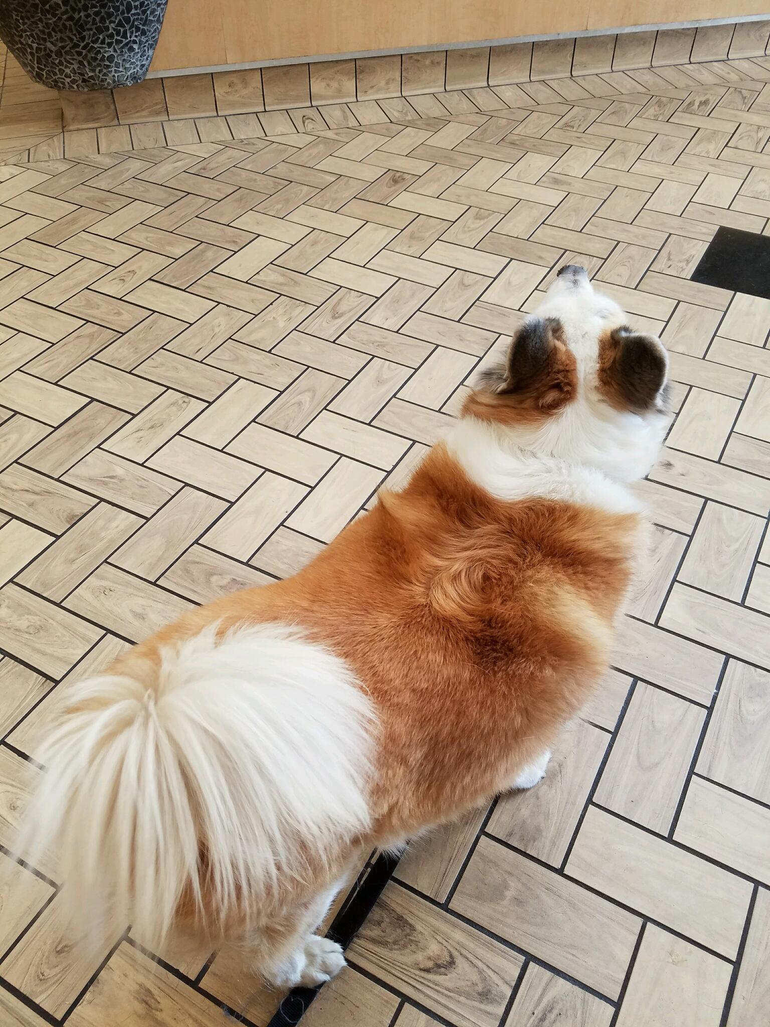 peninsula pet clinic in san pedro