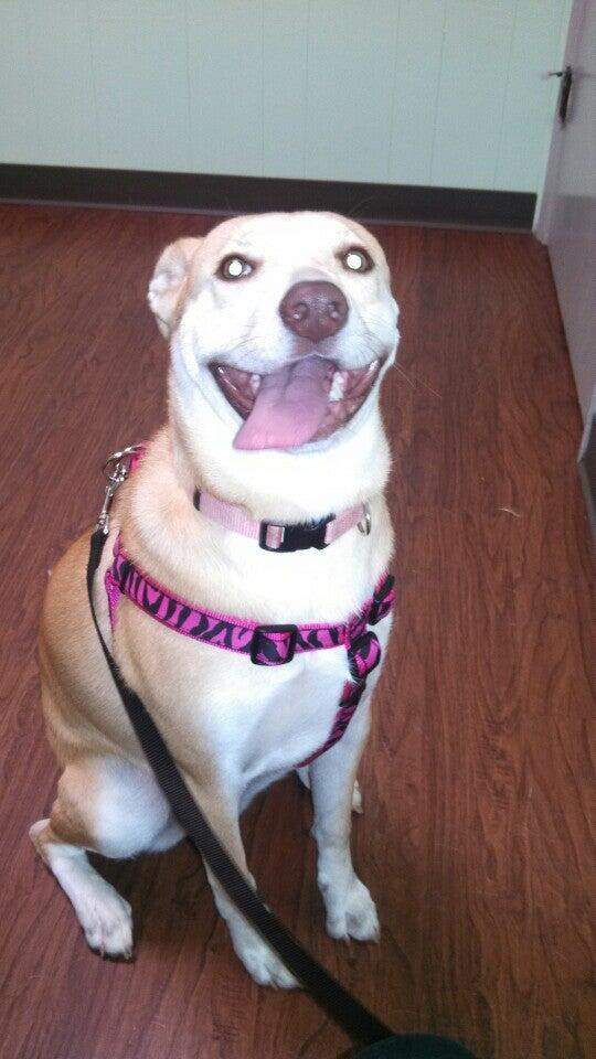 Macon Road Veterinary Clinic Columbus, GA Nextdoor