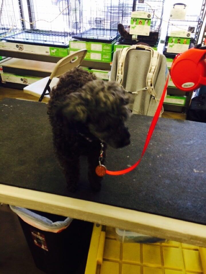 Pet Supplies Plus Garland