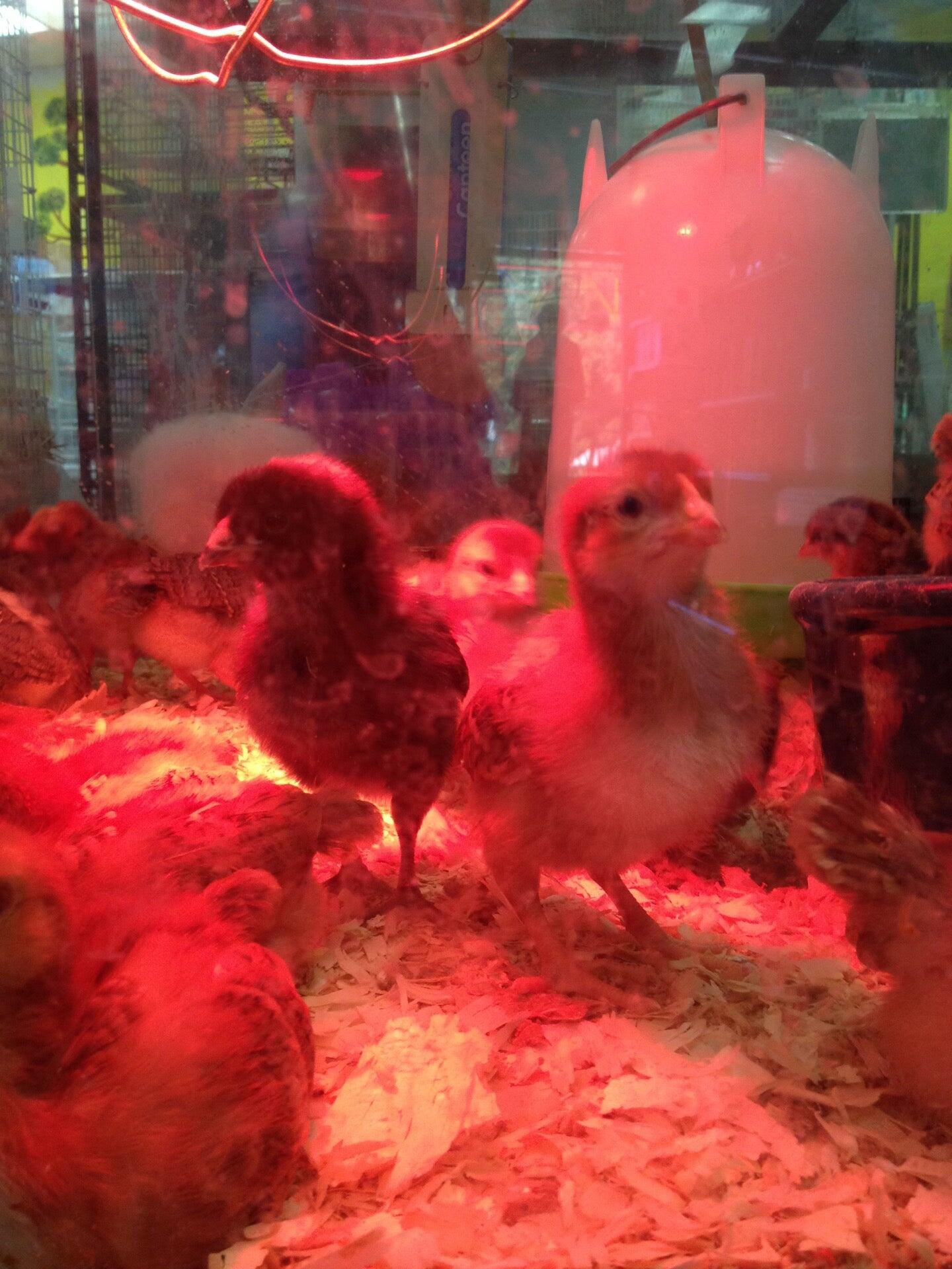 High Country Feed & Pets Palmdale, CA Nextdoor