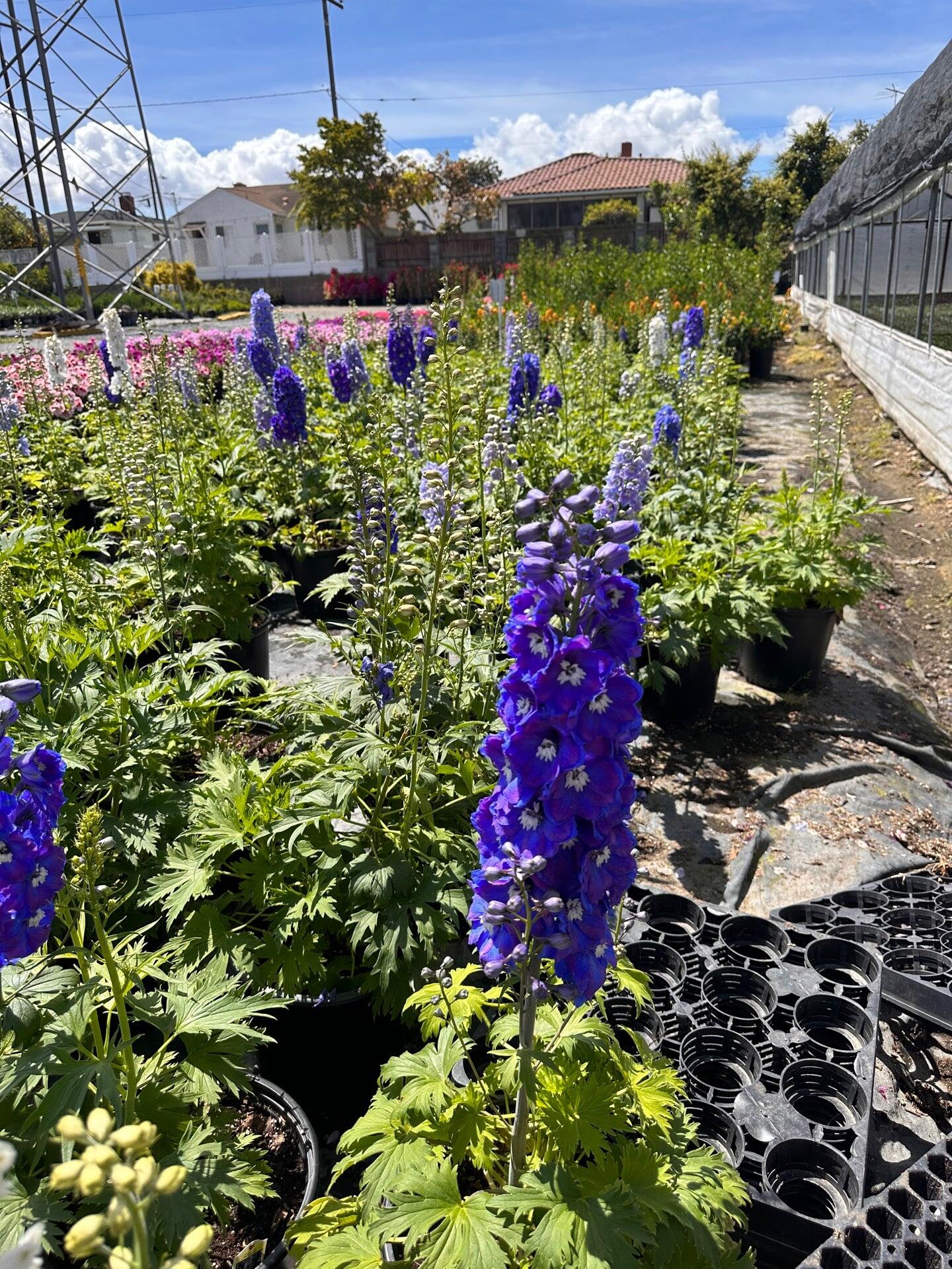 Toro Nursery Torrance