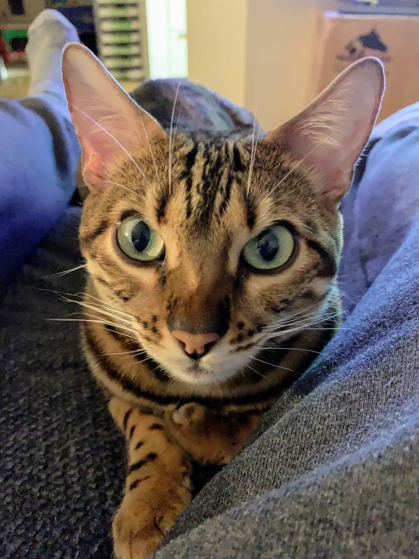 Eastside Pet Clinic Tucson, AZ Nextdoor