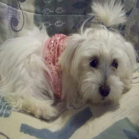 Top of deals the ridge kennel