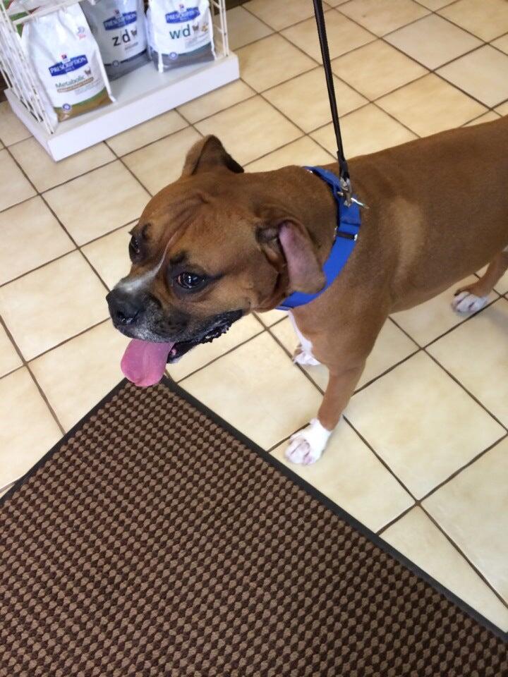 Animal Hospital of Sayreville South Amboy, NJ Nextdoor