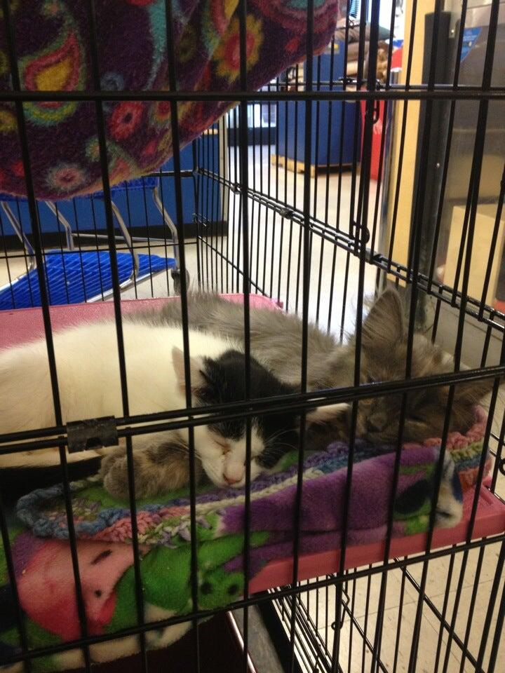 petsmart hurstbourne