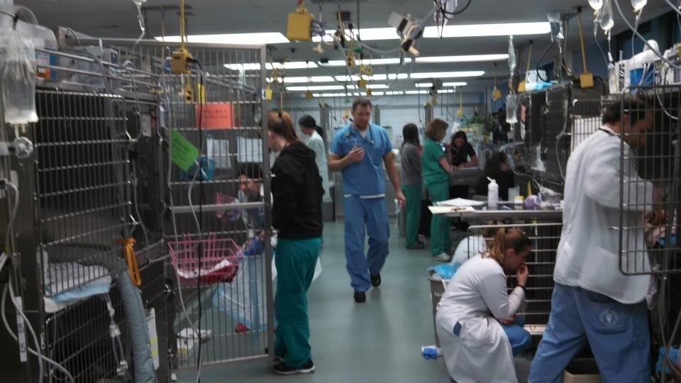 Purdue University Small Animal Hospital West Lafayette, IN Nextdoor