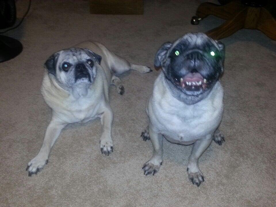 University Animal Hospital