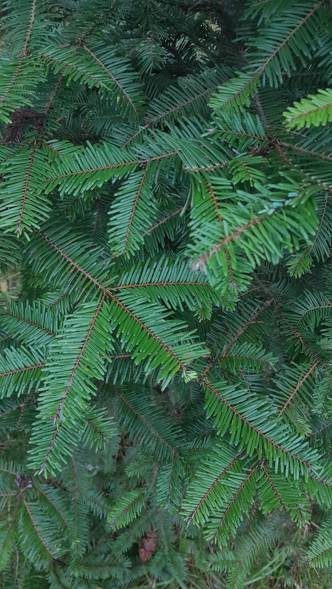 The Little Forest Christmas Tree Farm Portland, OR Nextdoor