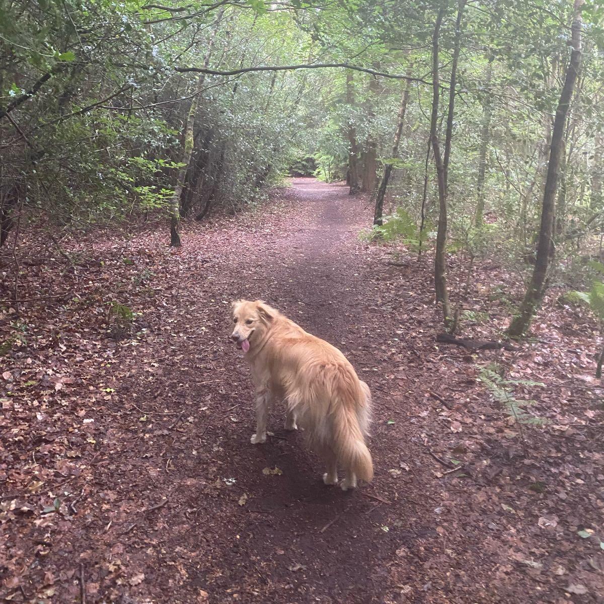 wonderland dog walks Farnham, GBENG Nextdoor