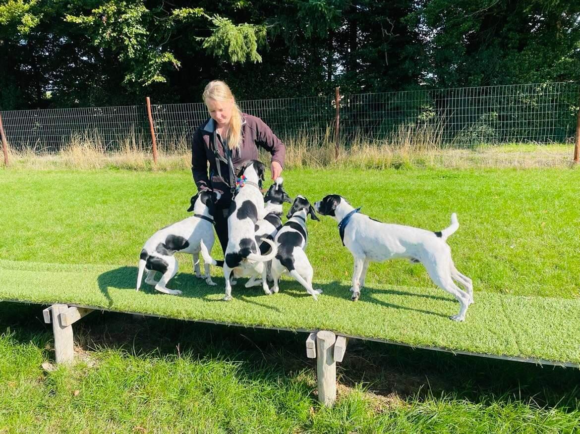 Nicole Watson's Dog walking and Pet services Eastleigh, GBENG Nextdoor