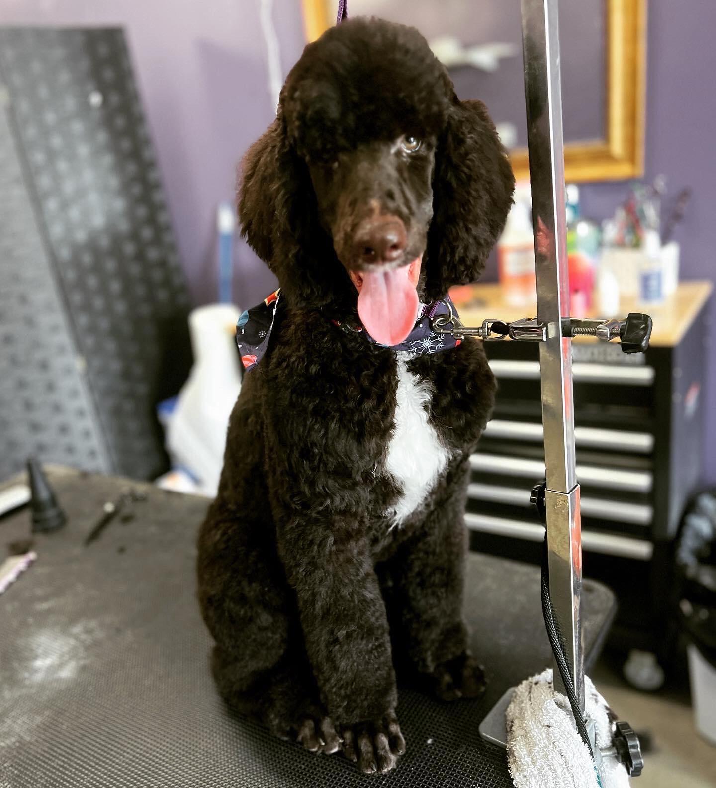 Oodles of hot sale poodles grooming