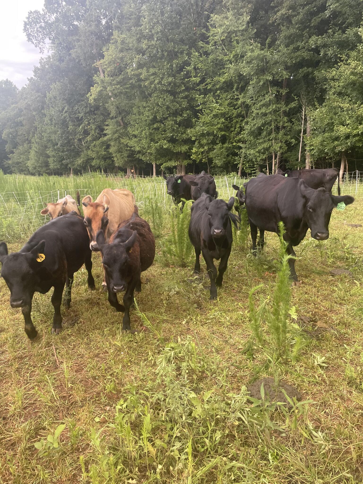 Dunpha Kaniboot Farm Salisbury, NC Nextdoor