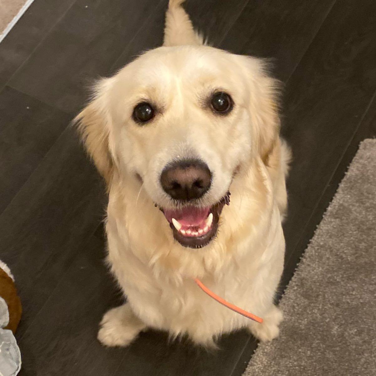 Coco local doggy daycare 🐶 Nottingham, GBENG Nextdoor