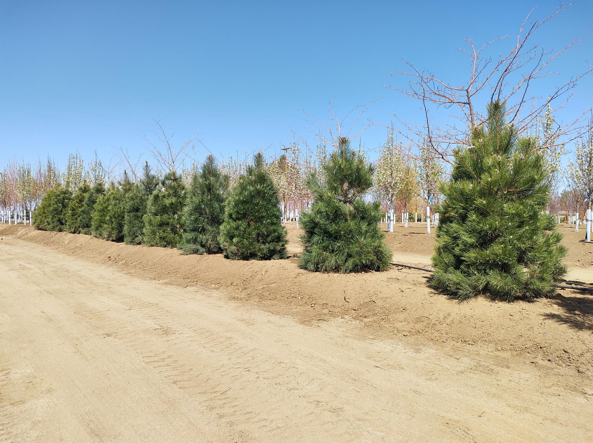 Mountain View Tree Farm LLC Gardnerville, NV Nextdoor