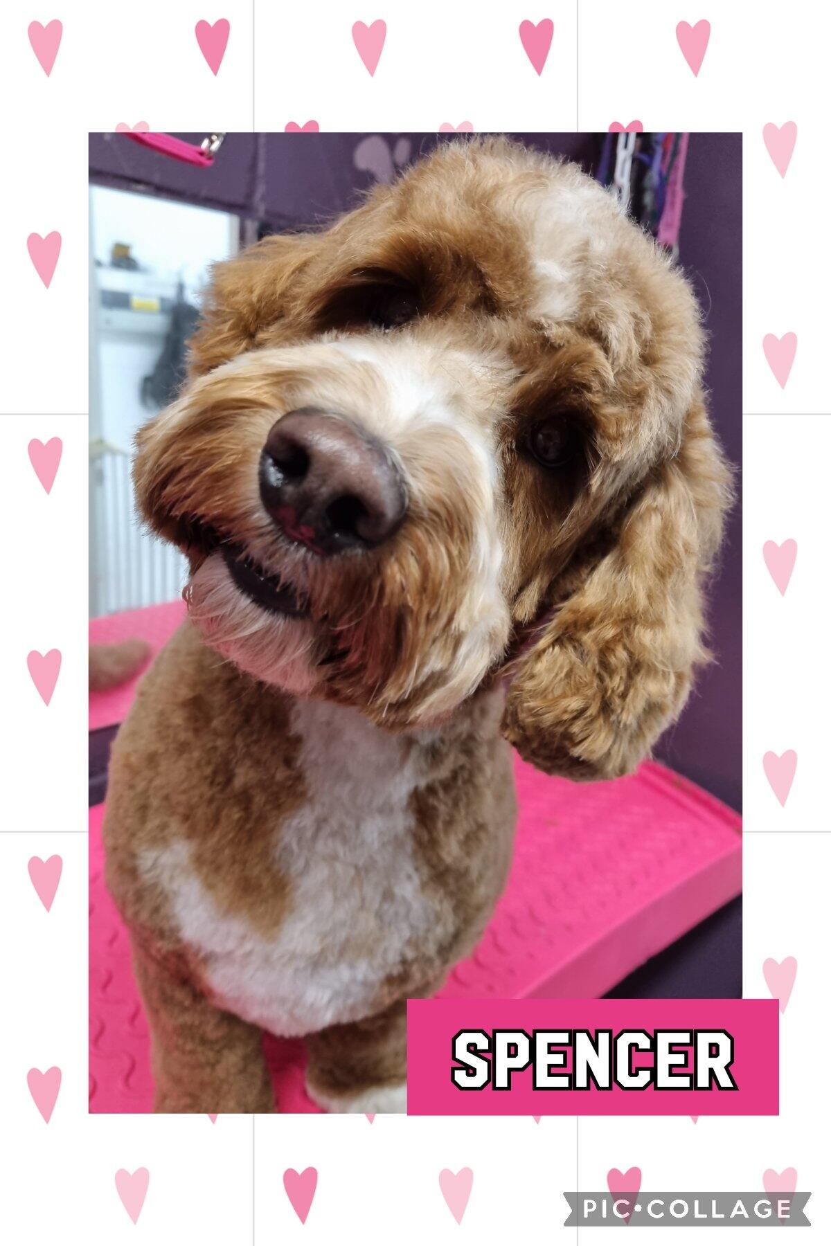 Muddy paws dog grooming, bbh. Lincoln Nextdoor