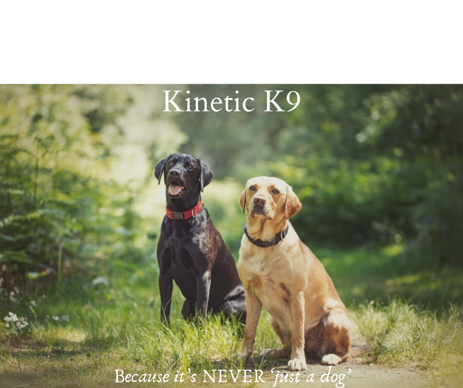 K9 Massage Therapy Hastings, England Nextdoor