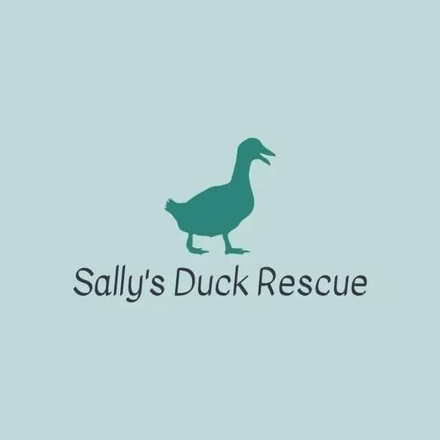 Sally's duck rescue (Registered Charity 1206783) - Wisbech, GB-ENG ...