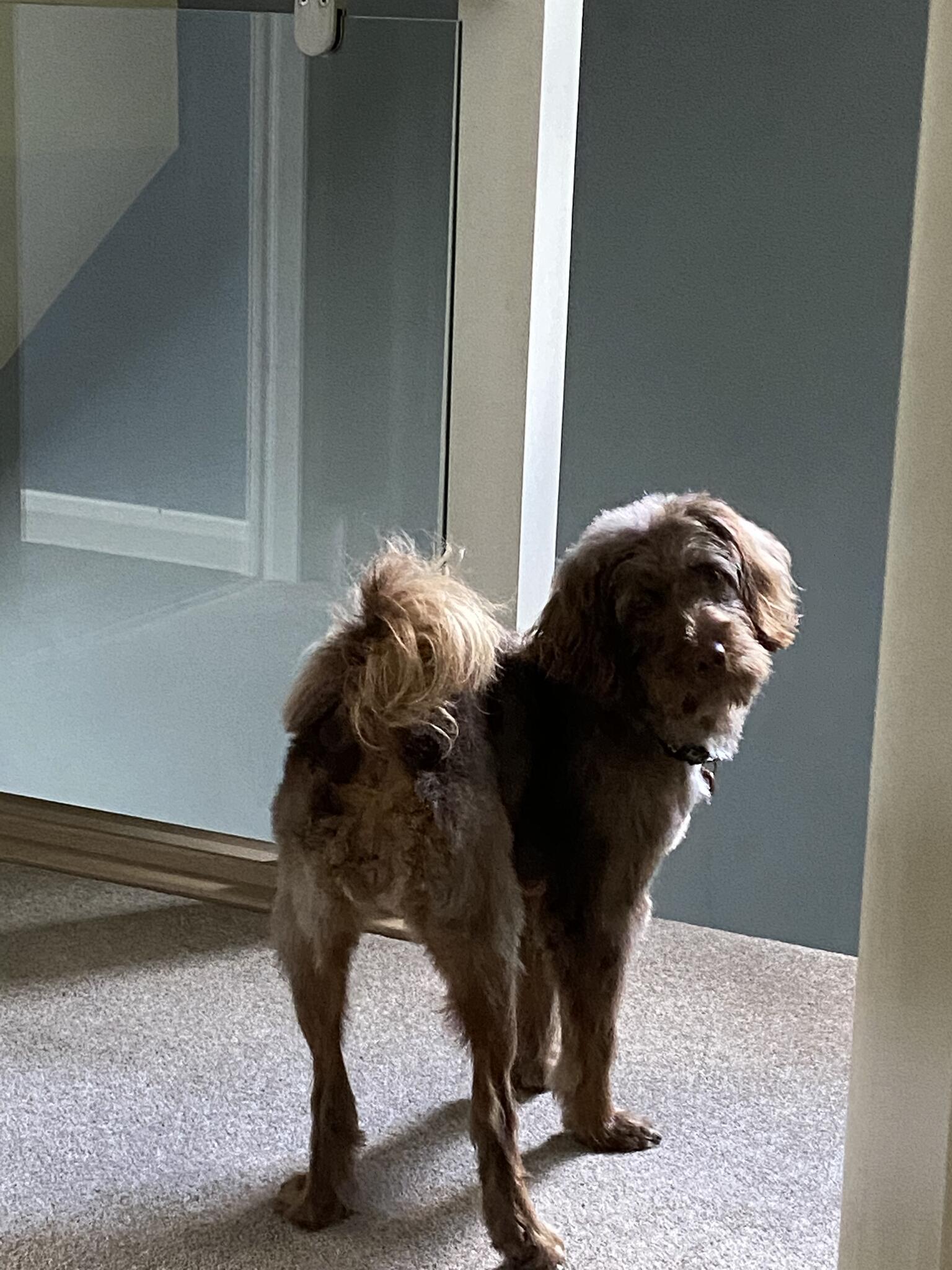 Tenter Hill Lane professional dog grooming Huddersfield, GBENG