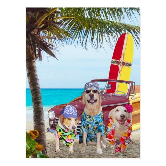 Salty Dawgs Grooming Parlor