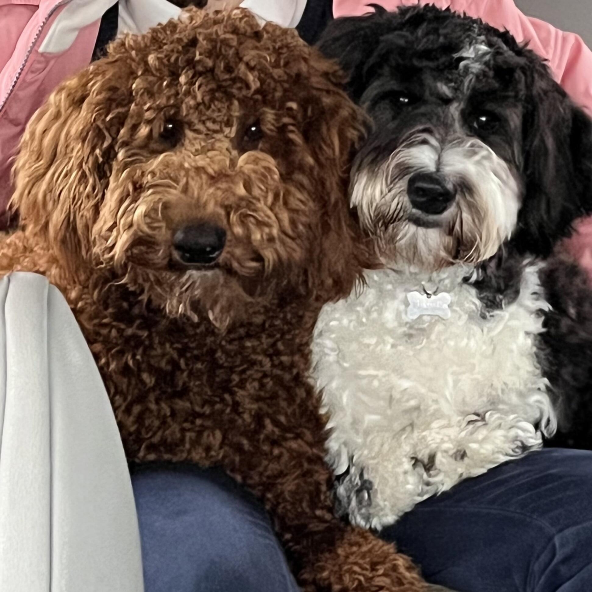 Mini bernedoodles in Michigan Nextdoor