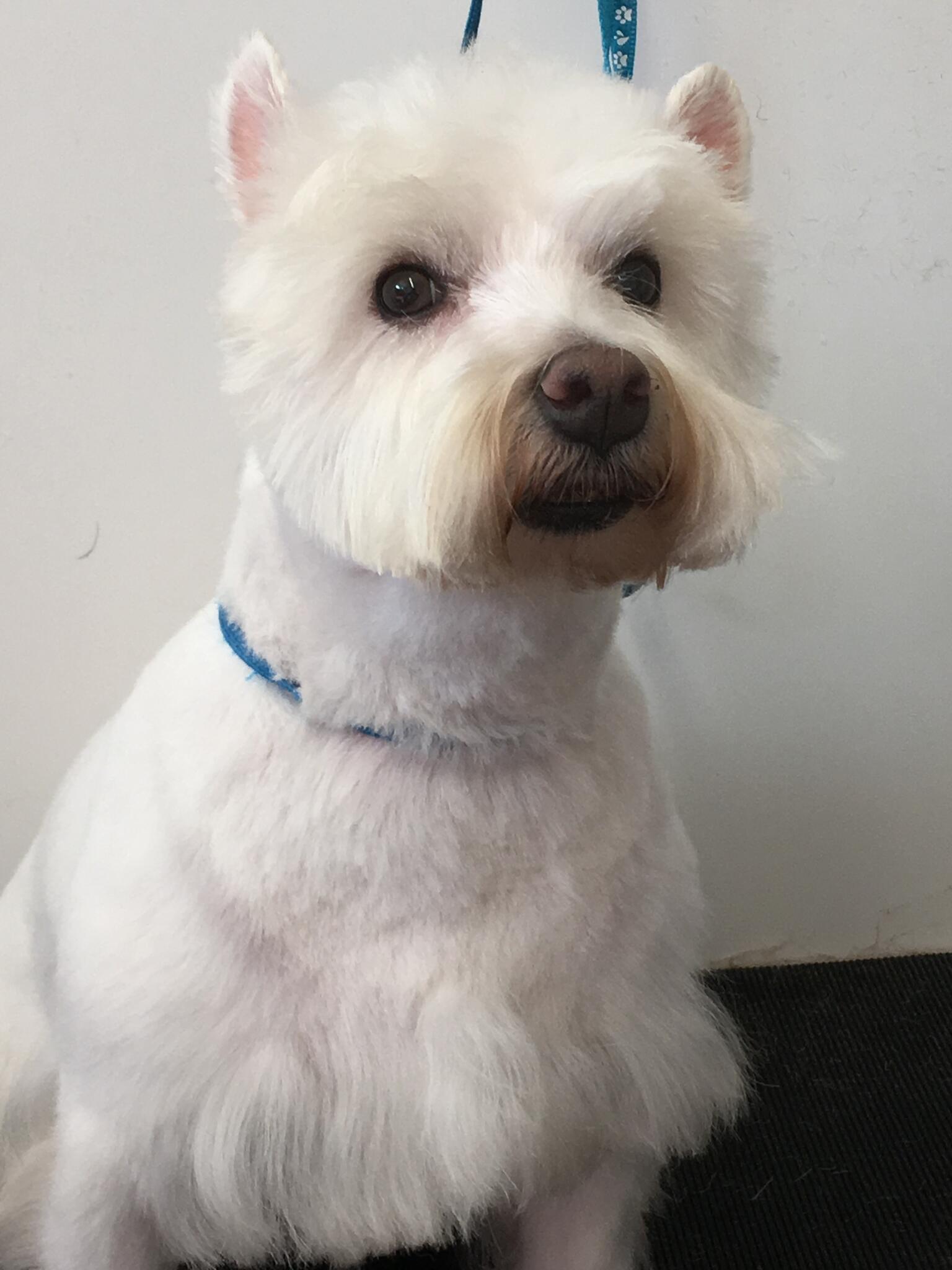 Karen's Dog grooming Rushden, England Nextdoor