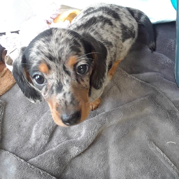 Bark Avenue Pet Salon