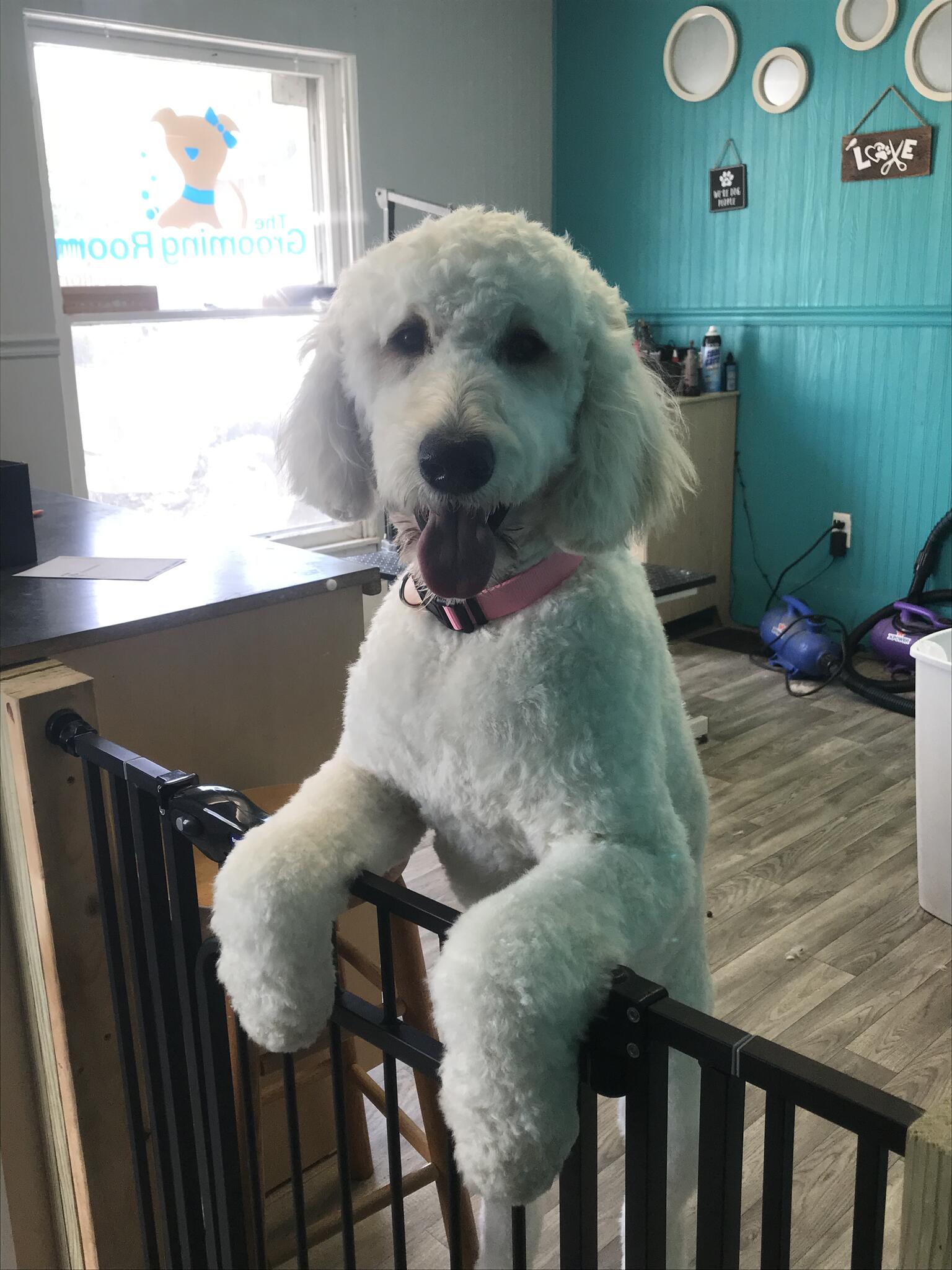 PetSmart  Mishawaka IN