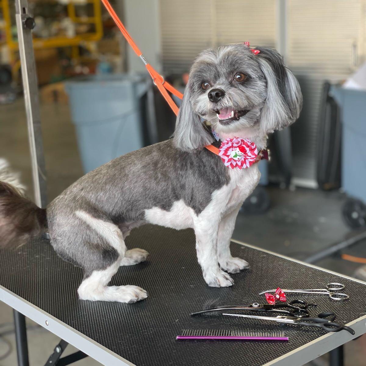 Zen Den Dog Grooming Port Charlotte, FL Nextdoor