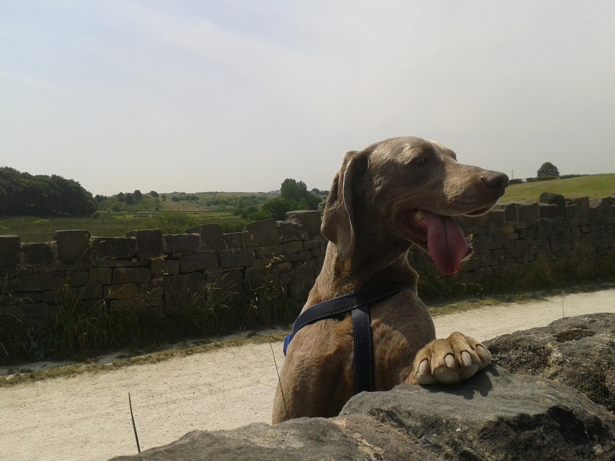 Chadderton Dog Walking and Pet Services Oldham Nextdoor