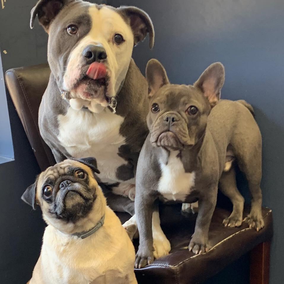 Pampered Pooch & Pals