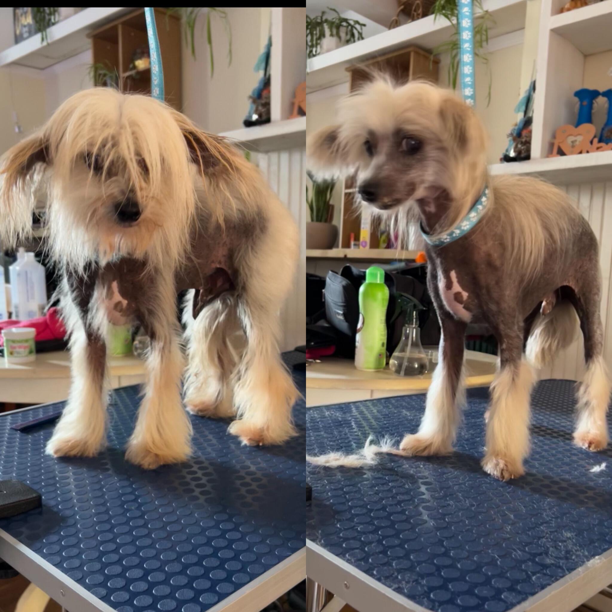 Karries K9 grooming Norwich, GBENG Nextdoor